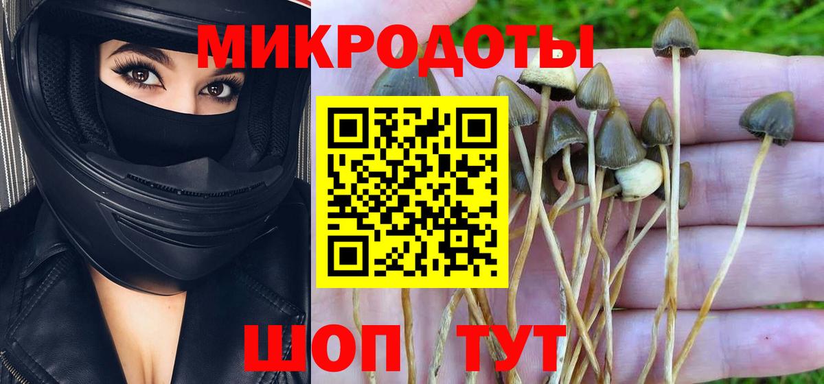 Галлюциногенные грибы Psilocybe  Вход с VPN  Псилоцибиновые грибы MAGIC MUSHROOMS  Камень-на-Оби 